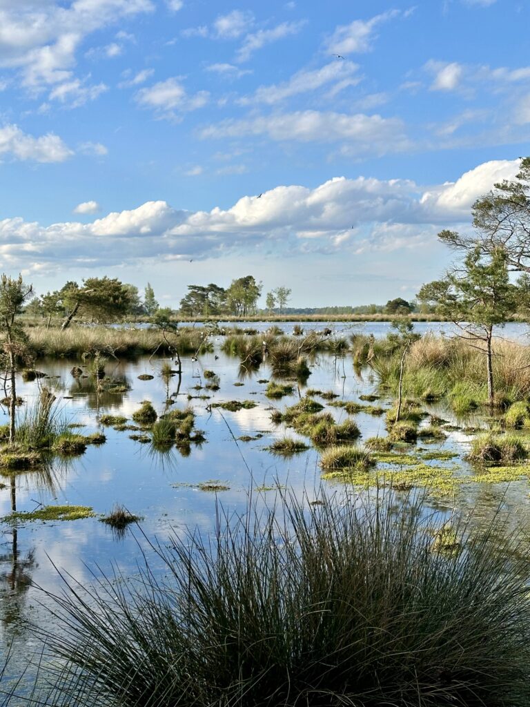 Zicht op een open ven met graspluimen, waterplanten en spiegelende wolken in het Turnhouts Vennengebied op een heldere dag.