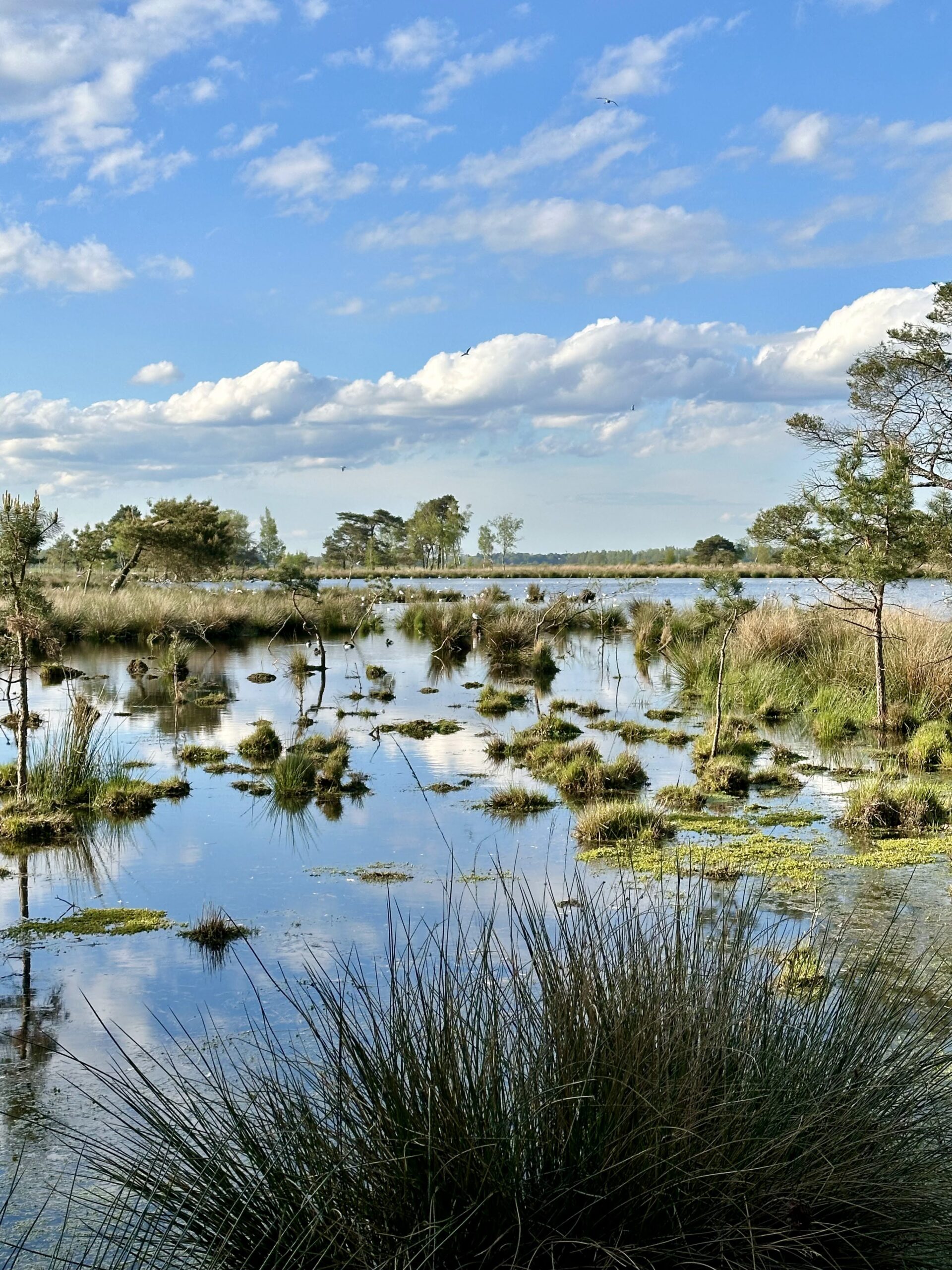De magie van de natuur: hoe buiten zijn de geest verfrist