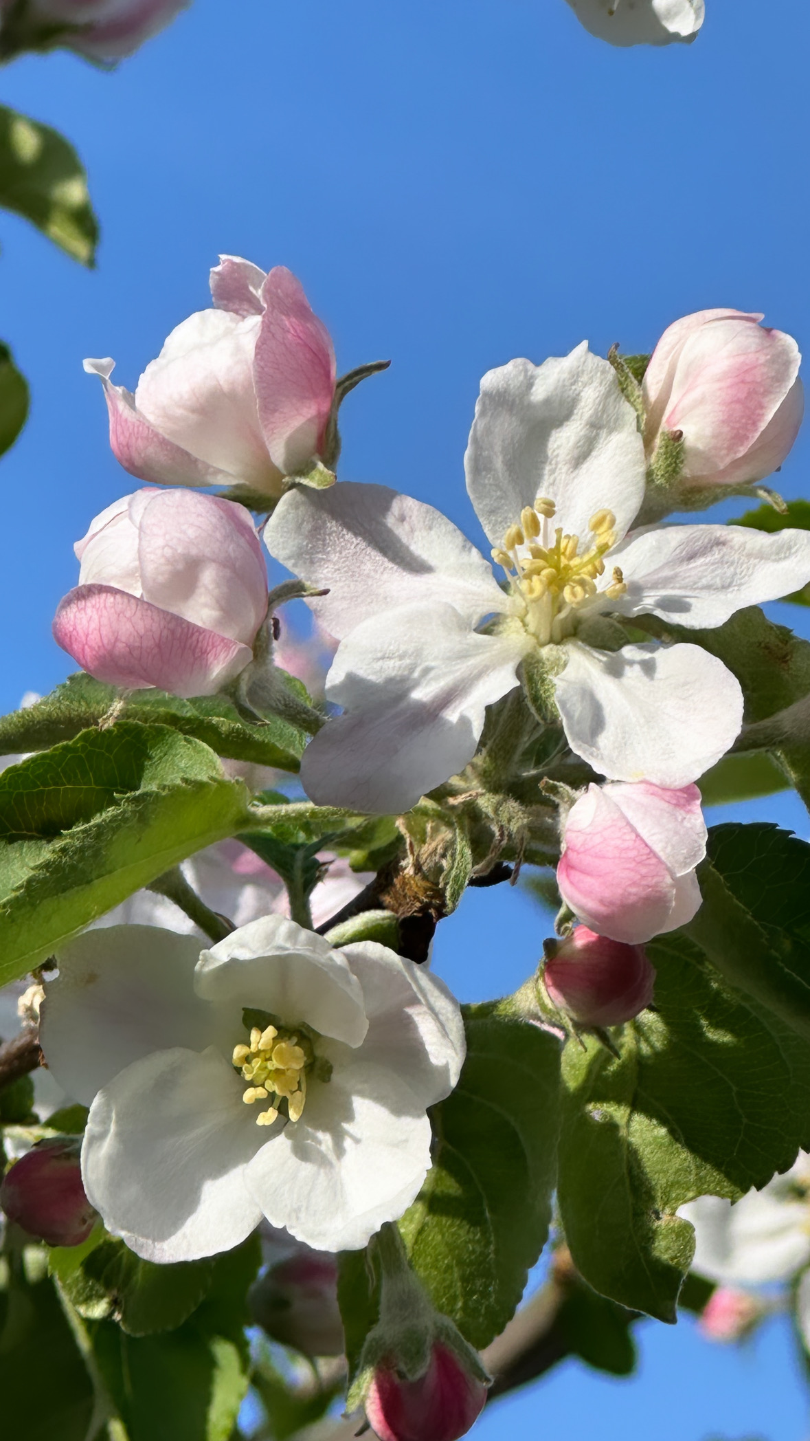 De kracht van de natuur en de seizoenen – een nieuw begin in de lente