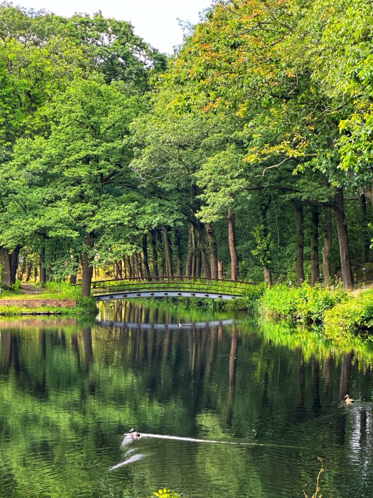 Rustige vijver met een houten brug omgeven door groene bomen en eenden die over het water zwemmen.