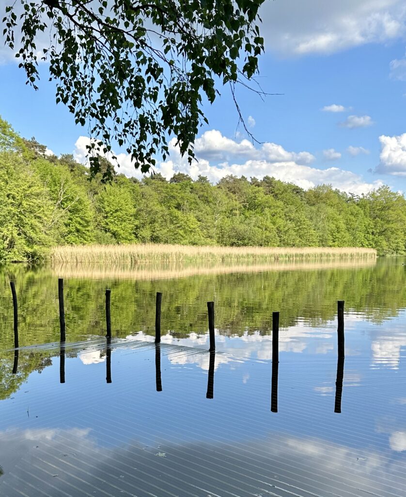 Spiegelend meer met houten paaltjes, omringd door riet en frisgroen bos onder een blauwe lucht met wolken.