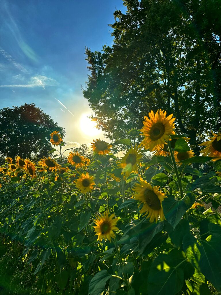 Zonnebloemen in een veld met zonlicht op de achtergrond